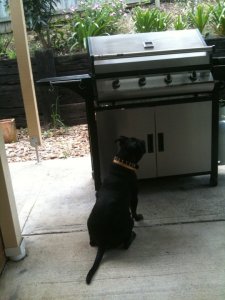 Bundy looking intently on the BBQ