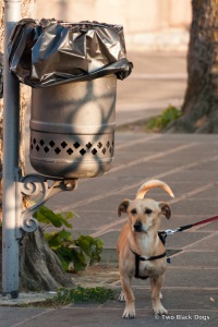 Little dog out for an afternoon stroll, Assisi