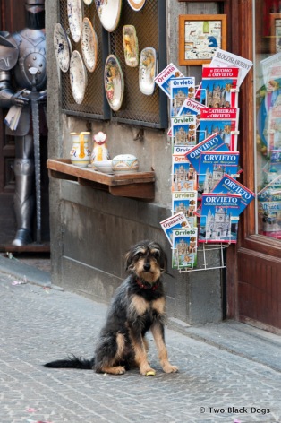 Good dog, Orvieto