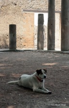Pompeii stray dog