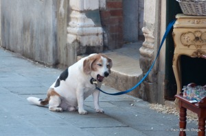 Bored Beagle or time for a nap, Venice