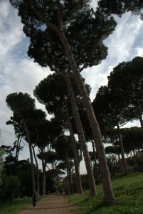 Umbrella pines on Palatine Hill