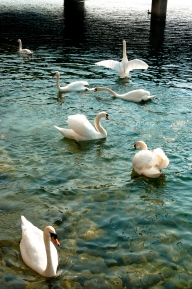 Swans on Lake Lucerne