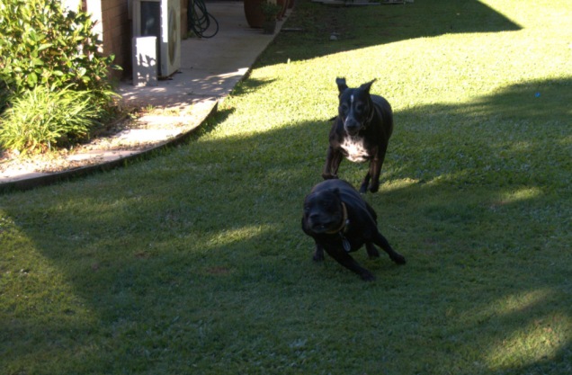 two black dogs playing