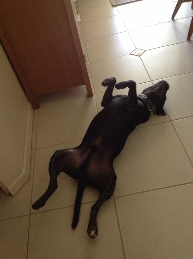Bundy the dog napping on the cool tiles