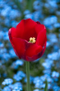 Bellagio tulip