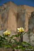 Orvieto roses