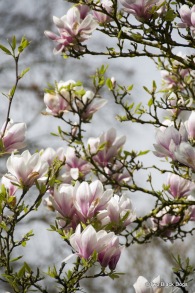 Magnolias, Versaille