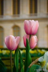 Pink tulips at Versaille