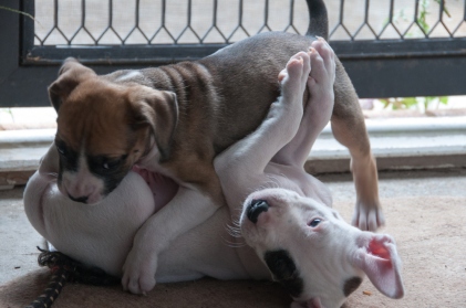 Puppies wrestling
