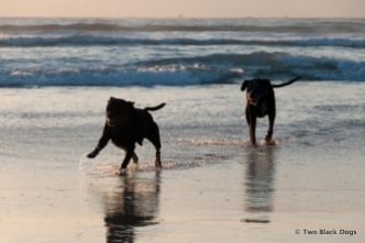 Two black doggies dashing through the waves