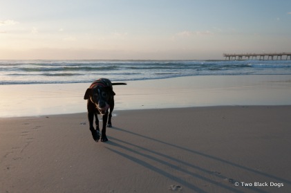 Maxi the dog out for a casual stroll on the beach