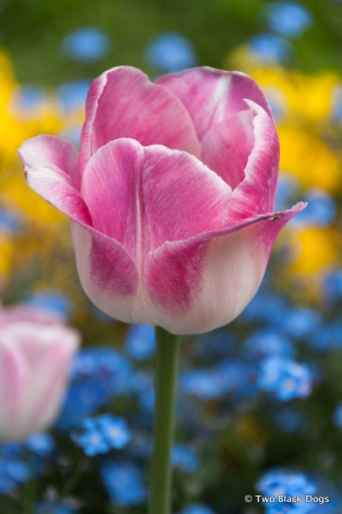 Bellagio Tulip
