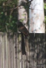 A brave Pheasant Coucal