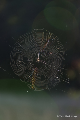 A spiders web