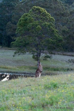 Wallaby or Kangaroo?