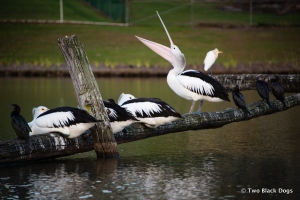 Pelicans take refuge in the suburbs