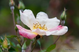 Single petal rose