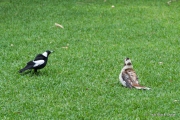 Kookaburra and Magpie in conflict over a morsel of food