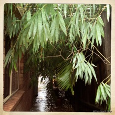 Bamboo on our roof