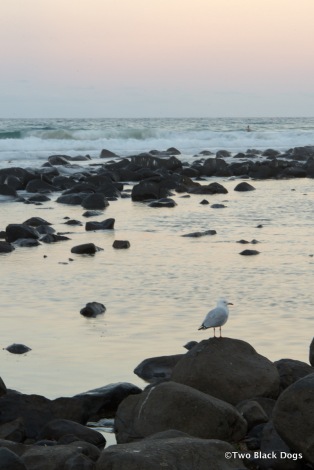 Seagull by the water at dusk