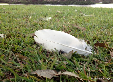 Lone feather