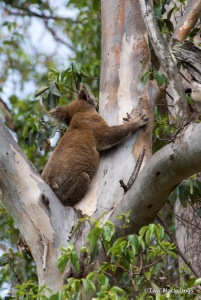 Koala in its natural habitat