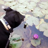Bundy and waterlily