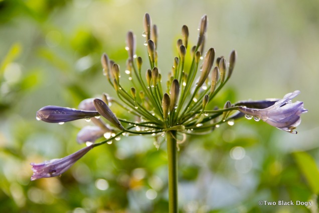 Agapanthus flower
