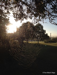 Golden spider web
