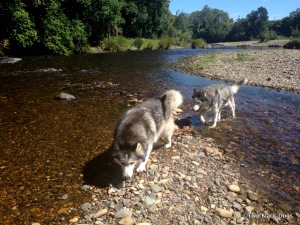 Husky dogs and creek