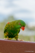 Scaly breasted Lorikeet
