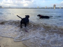 Bundy and Maxi the dogs enjoying a swim