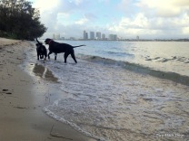 Two black dogs at the beach