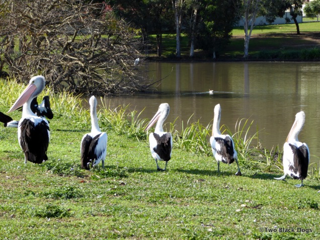 Pelicans walking on the grass