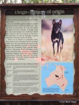 Dingoes - where do they come from