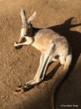 Young kangaroo enjoying the sun