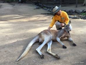 8 yo Male Kangaroo with a volunteer
