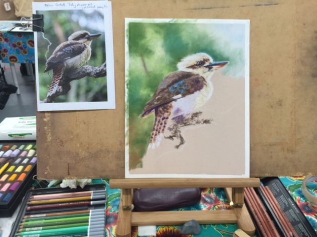 kookaburra illustration
