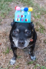 Dog wearing birthday crown