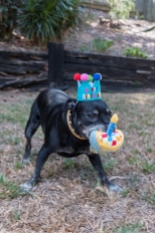 dog with dog toy in his mouth