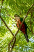 female King Parrot