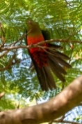 Female King Parrot in Poinciana tree