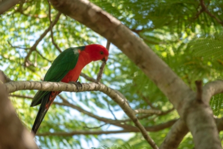 Male King Parrot in Poinciana tree