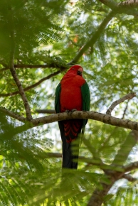 Sleepy male King Parrot